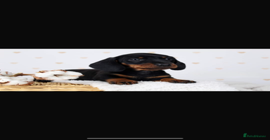 Miniature Dachshund dogs - Advert 14