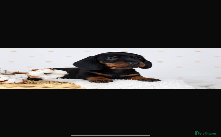 Miniature Dachshund dogs - Advert 4