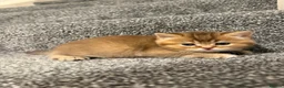 Scottish Fold cats for stud: Scottish straight gold male  - Advert 4