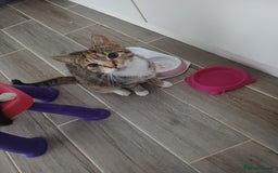 Mixed Breed cats for sale: Kittens - Image 1