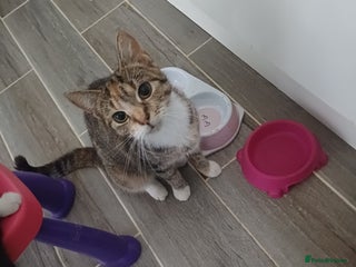 Mixed Breed cats - Advert 29