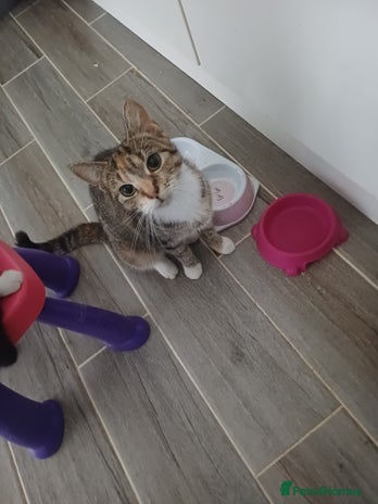 Mixed Breed cats - Advert 3