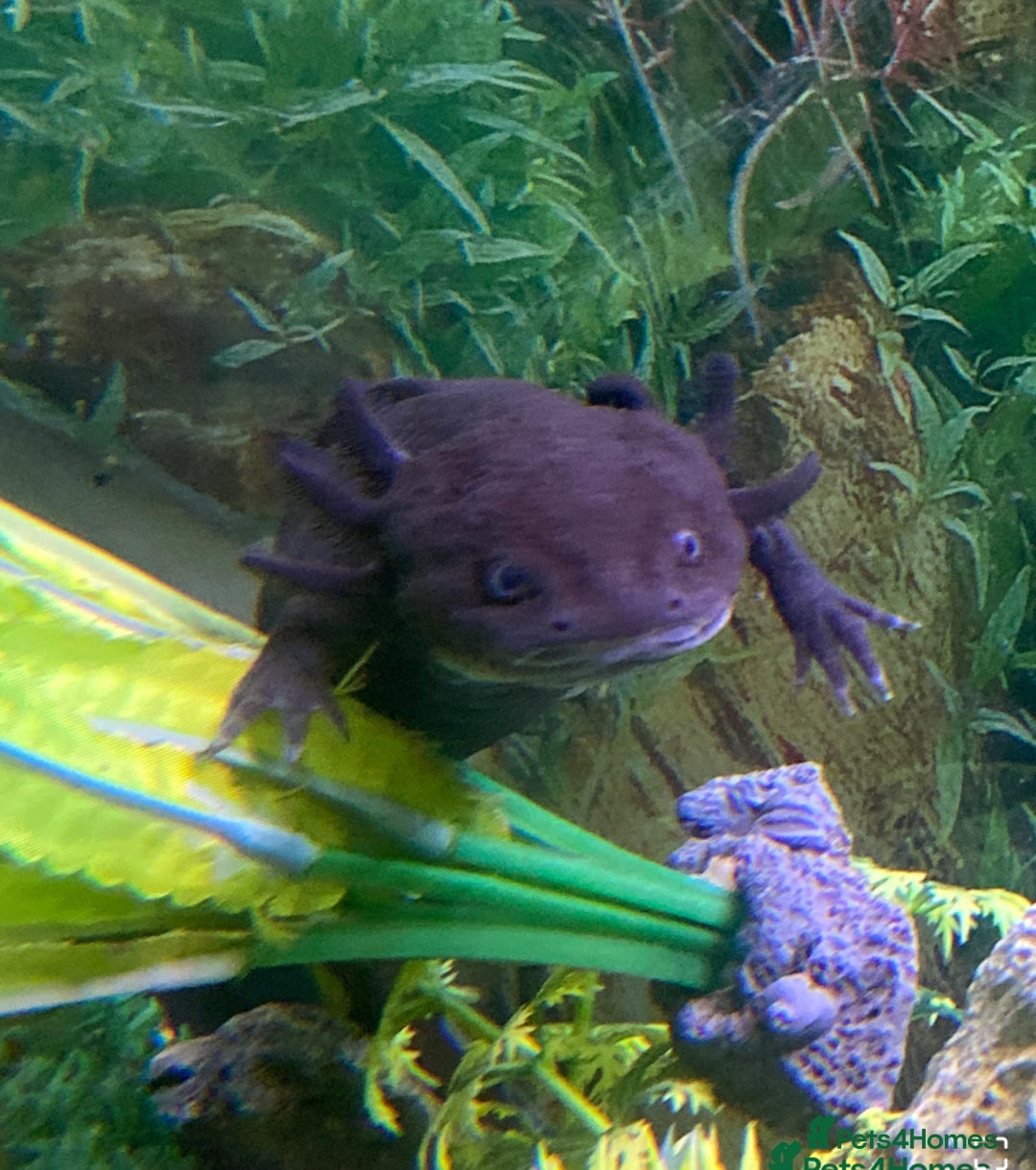 Axolotl reptiles for sale: 2x axolotls tank, CHILLER and accessories  - Image 3