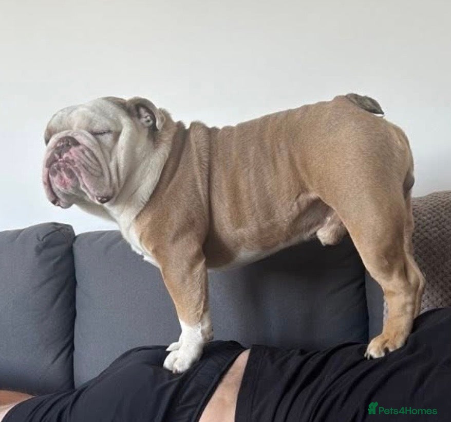 English Bulldog dogs Fawn English bulldog for stud - Advert 12