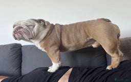 English Bulldog dogs for stud: Fawn English bulldog for stud - Advert 1