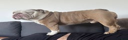 English Bulldog dogs for stud: Fawn English bulldog for stud - Advert 1