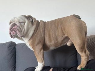 English Bulldog dogs Fawn English bulldog for stud - Advert 7