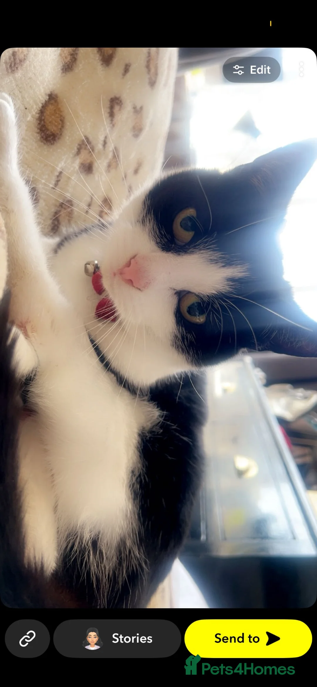 British Shorthair cats for sale: Kiki the cat - Advert 1