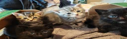 Mixed Breed cats for sale: Beautiful litter of kittens - Advert 5