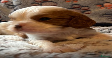Cavalier King Charles Spaniel dogs - Advert 6