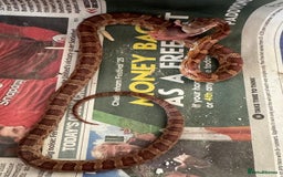 Corn Snake reptiles for sale: Baby corn snakes for rehoming in Witham - Image 2