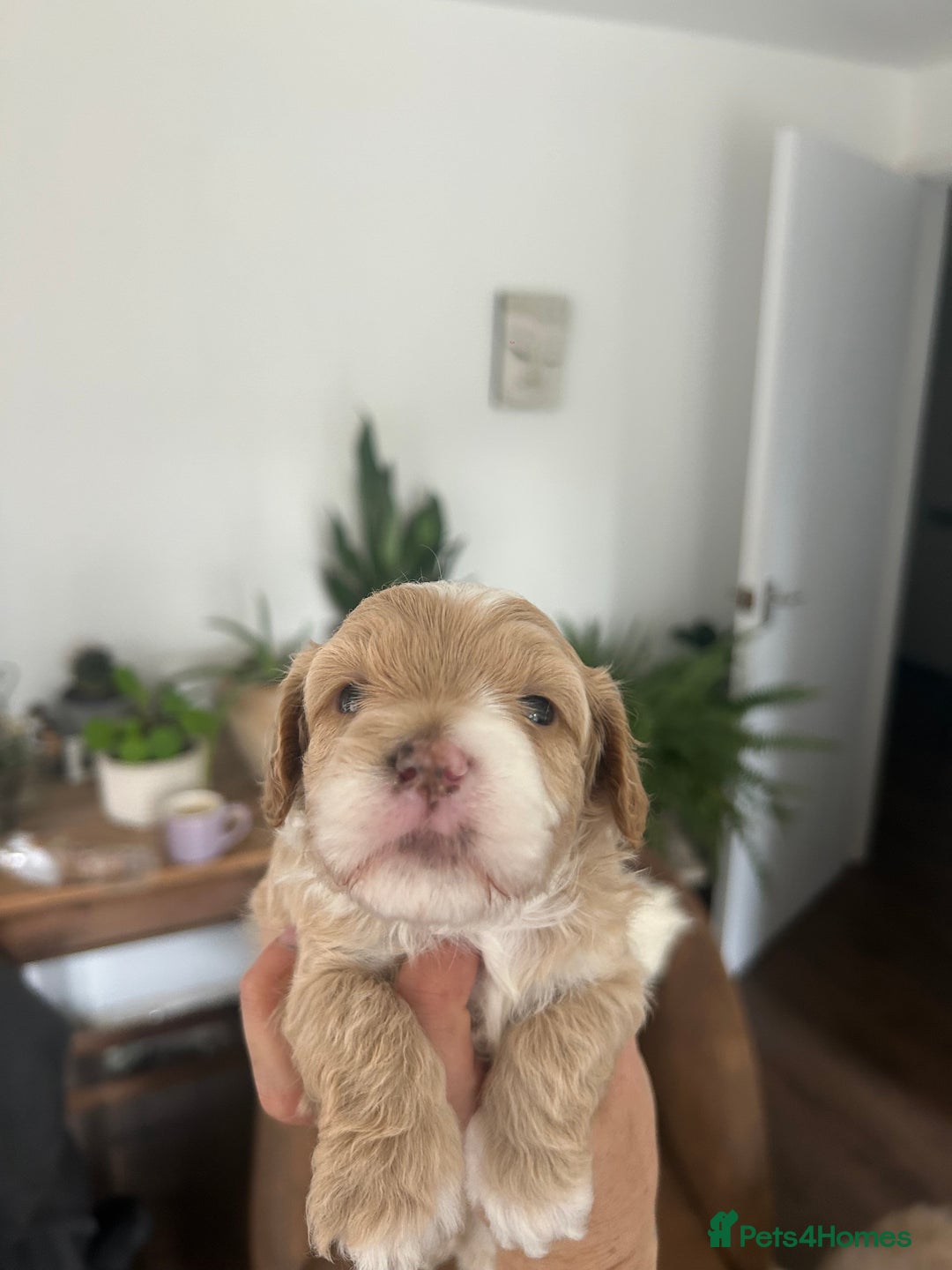 Maltipoo dogs for sale: Maltipoo puppies  - Image 4
