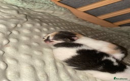 British Shorthair cats for sale: 3 gorgeous kittens for sale - Image 2