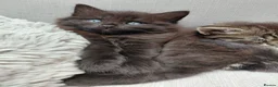 Maine Coon cats for sale: Half main coon kittens - Advert 24