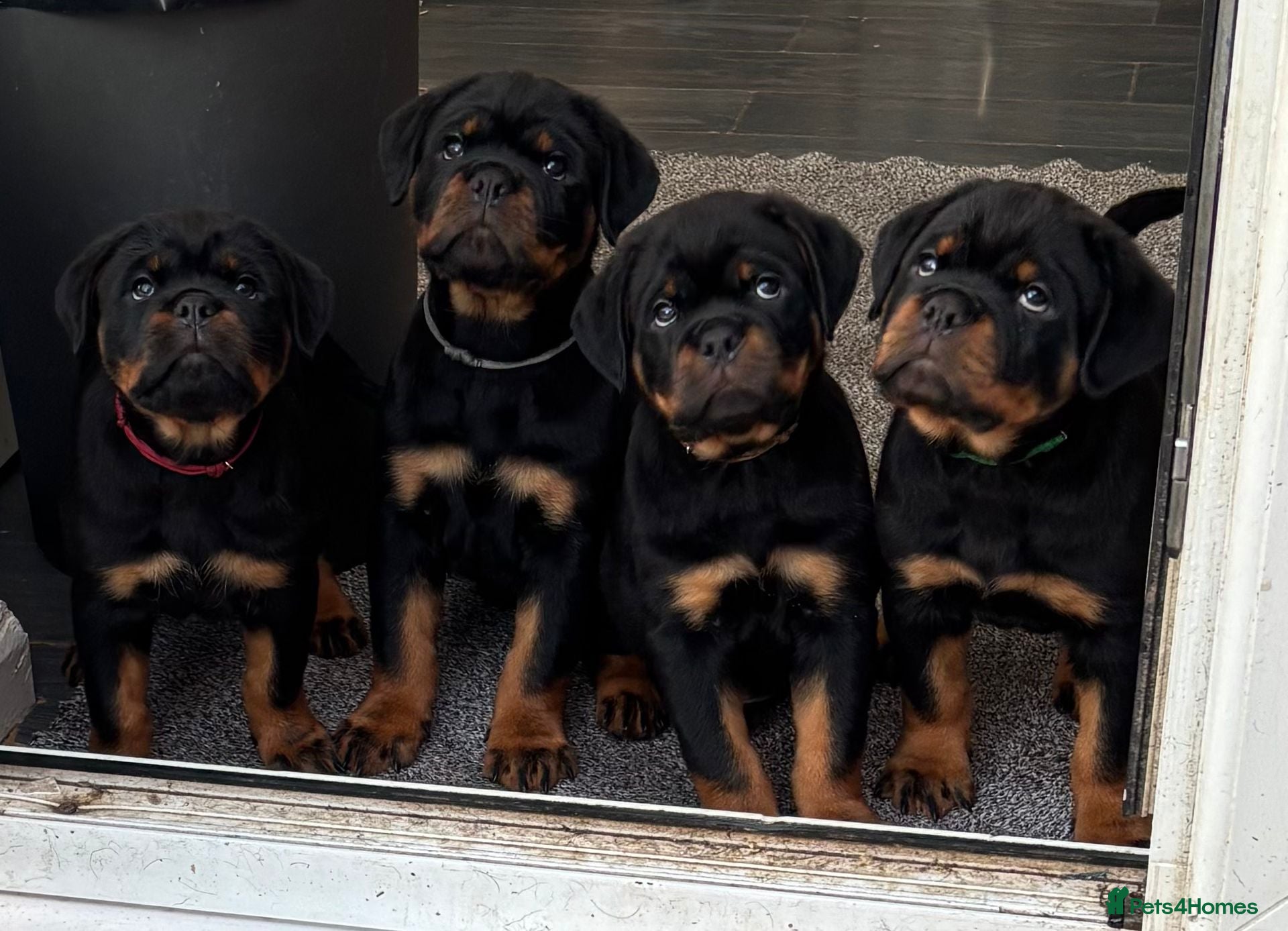 Rottweiler dogs Top Quality KC Health Tested Rottweiler Puppies  - Advert 3