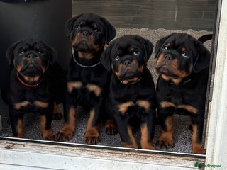 Rottweiler dogs Top Quality KC Health Tested Rottweiler Puppies - Advert 3