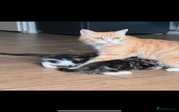 Mixed Breed cats for sale: WELL RAISED KITTYS 4 BEST HOMES ONLY……❤️ - Image 13