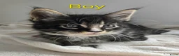 Maine Coon cats for sale: 7 Gorgeous Maine Coon kittens. - Advert 13