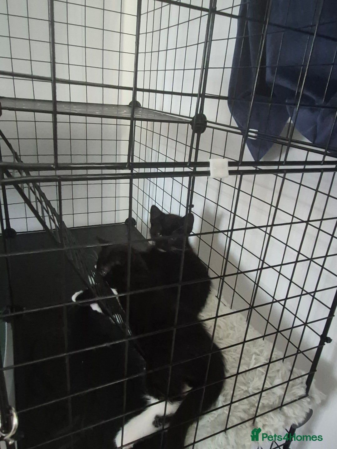 Mixed Breed cats for sale: 3 beautiful kitten very dark brown/black - Advert 3