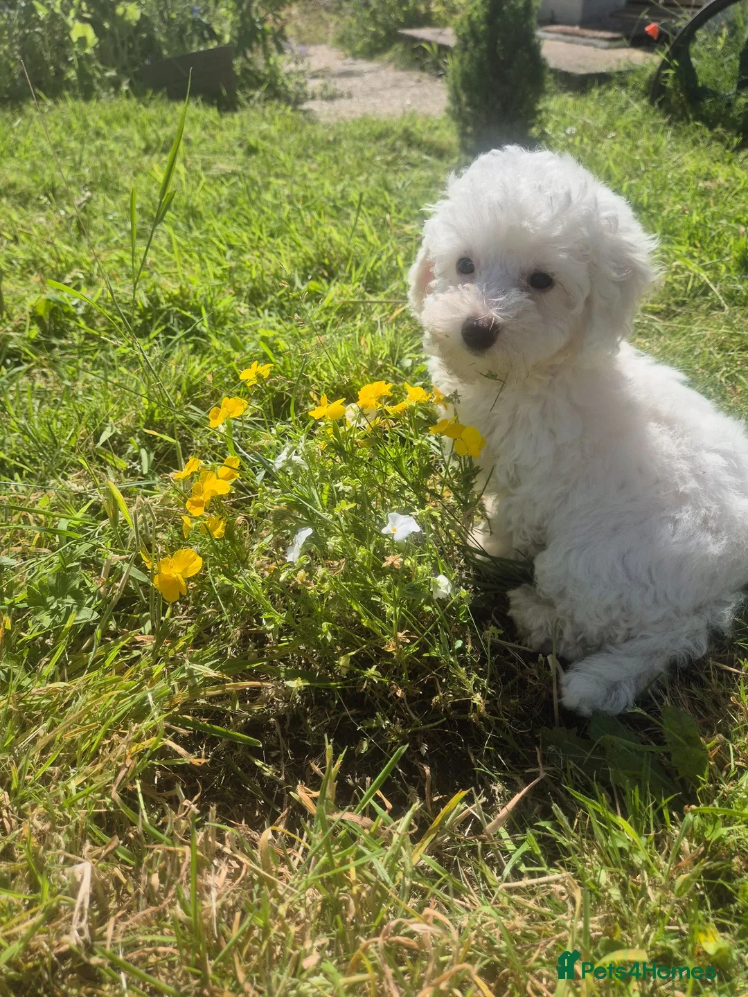 Maltipoo dogs for sale: Beautiful Toy Maltipoo Puppy DNA tested clear - Advert 2