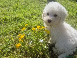 Maltipoo dogs Beautiful Toy Maltipoo Puppy DNA tested clear - Advert 3
