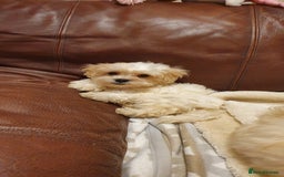 Maltipoo dogs for sale: Olivia M - Image 6