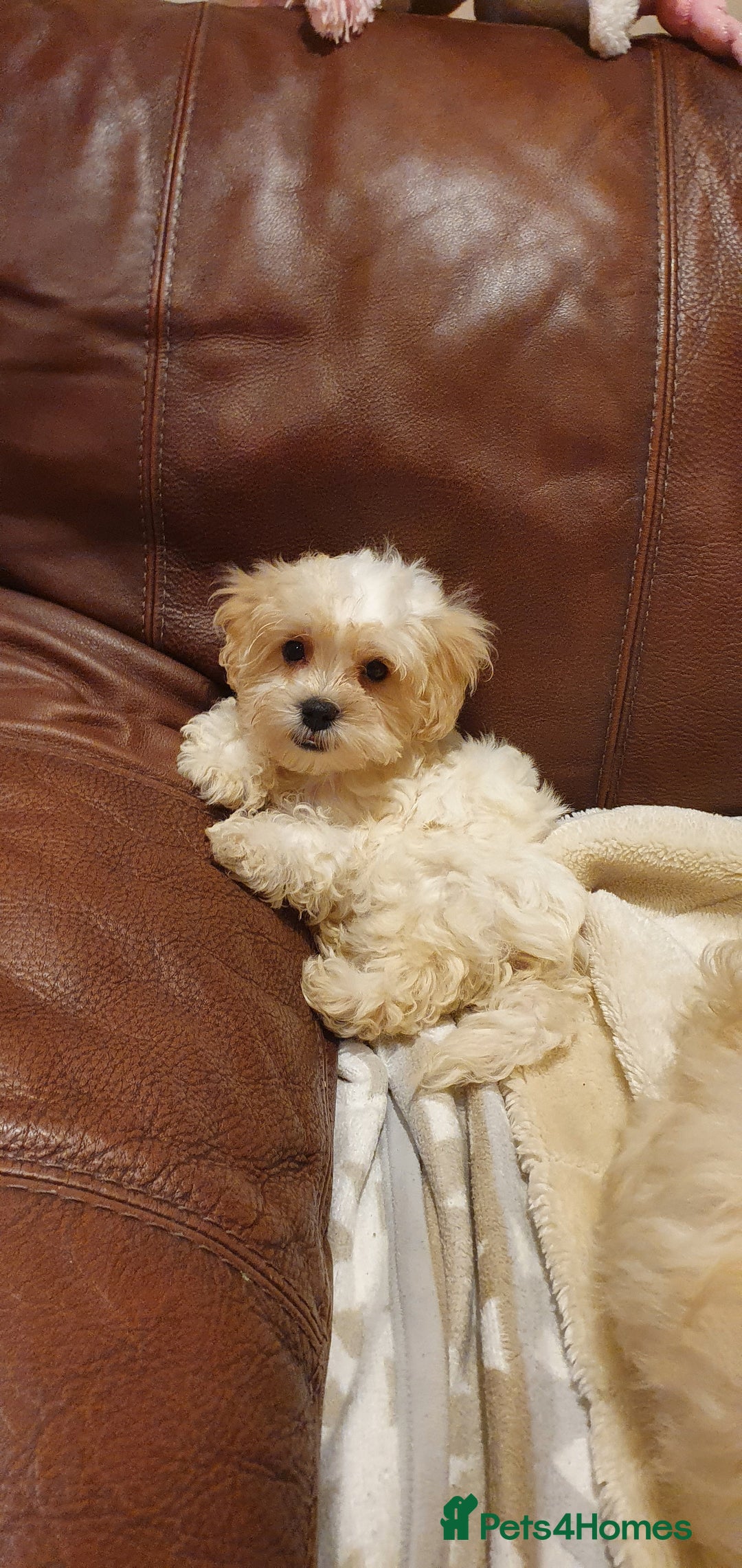Maltipoo dogs for sale: Olivia M - Image 6