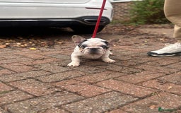 French Bulldog dogs for sale: French bulldog - Advert 3