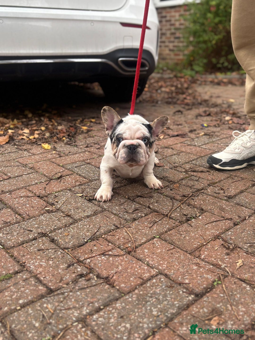 French Bulldog dogs for sale: French bulldog - Advert 3