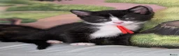 Domestic Shorthair cats for sale: Domestic Shorthair Kittens - Advert 33