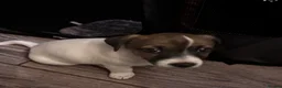 Jack Russell dogs for sale: Beautiful Pure bred Jack Russells - Advert 11