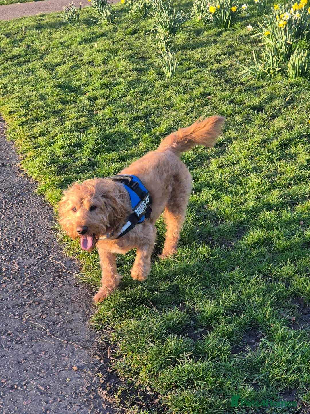 Labradoodle dogs for stud: Bailey the stud  in Glasgow - Advert 3