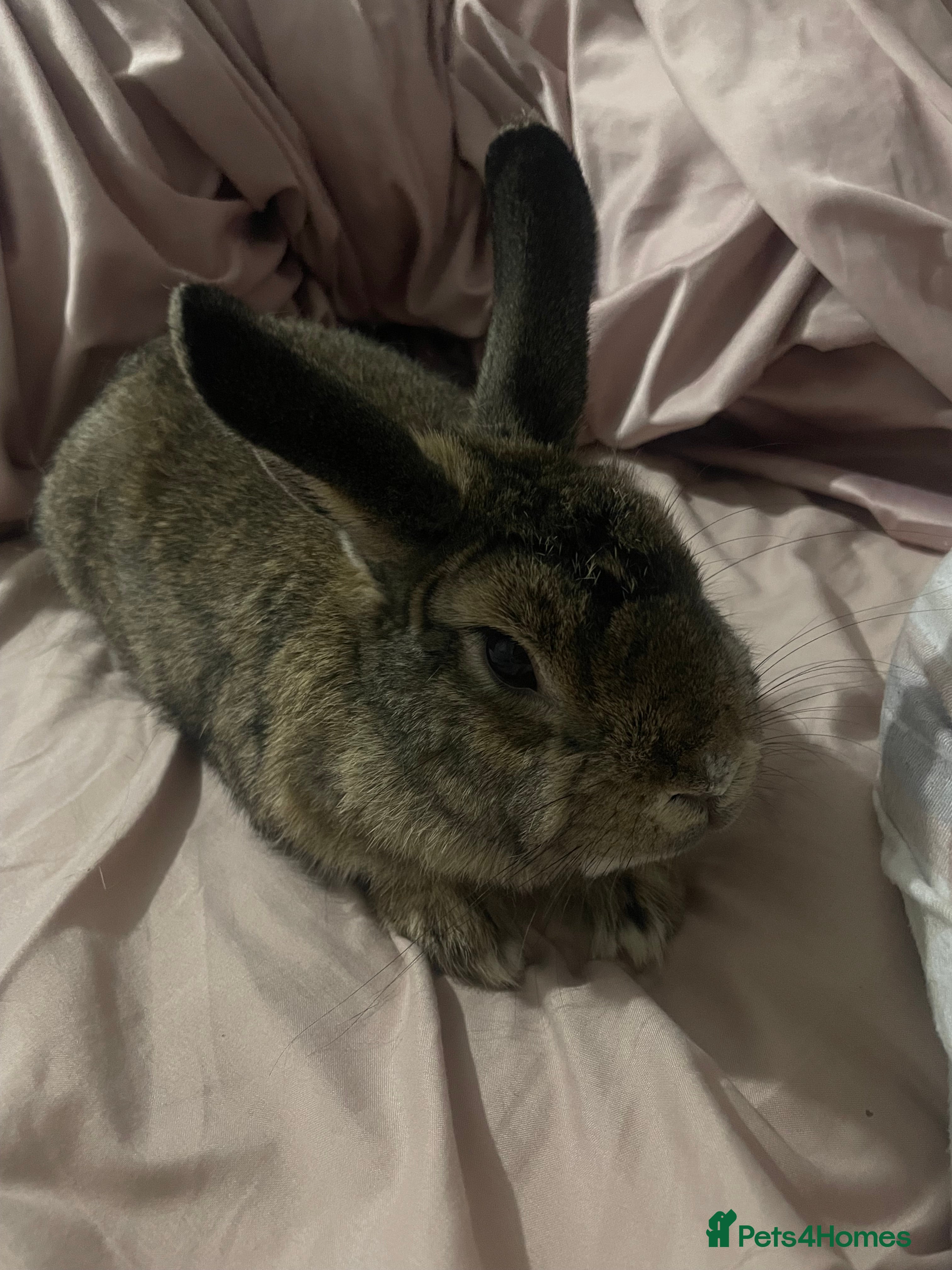 Rex rabbits Rex mix bunny - Advert 1