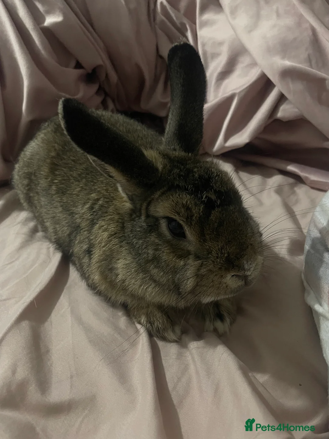 Rex rabbits for sale: Rex mix bunny - Advert 1