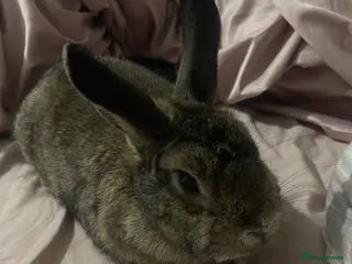 Rex rabbits Rex mix bunny - Advert 1