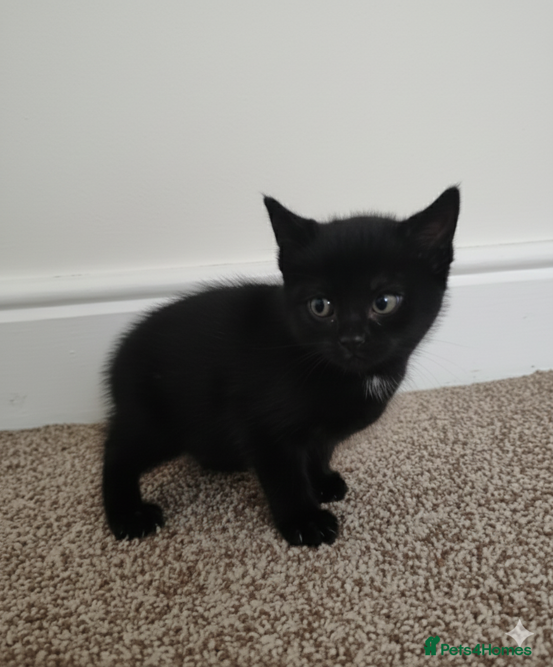 Devon Rex cats for sale: Kittens  - Advert 4