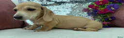 Miniature Dachshund dogs for sale: Minature dachshund ready now - Advert 9