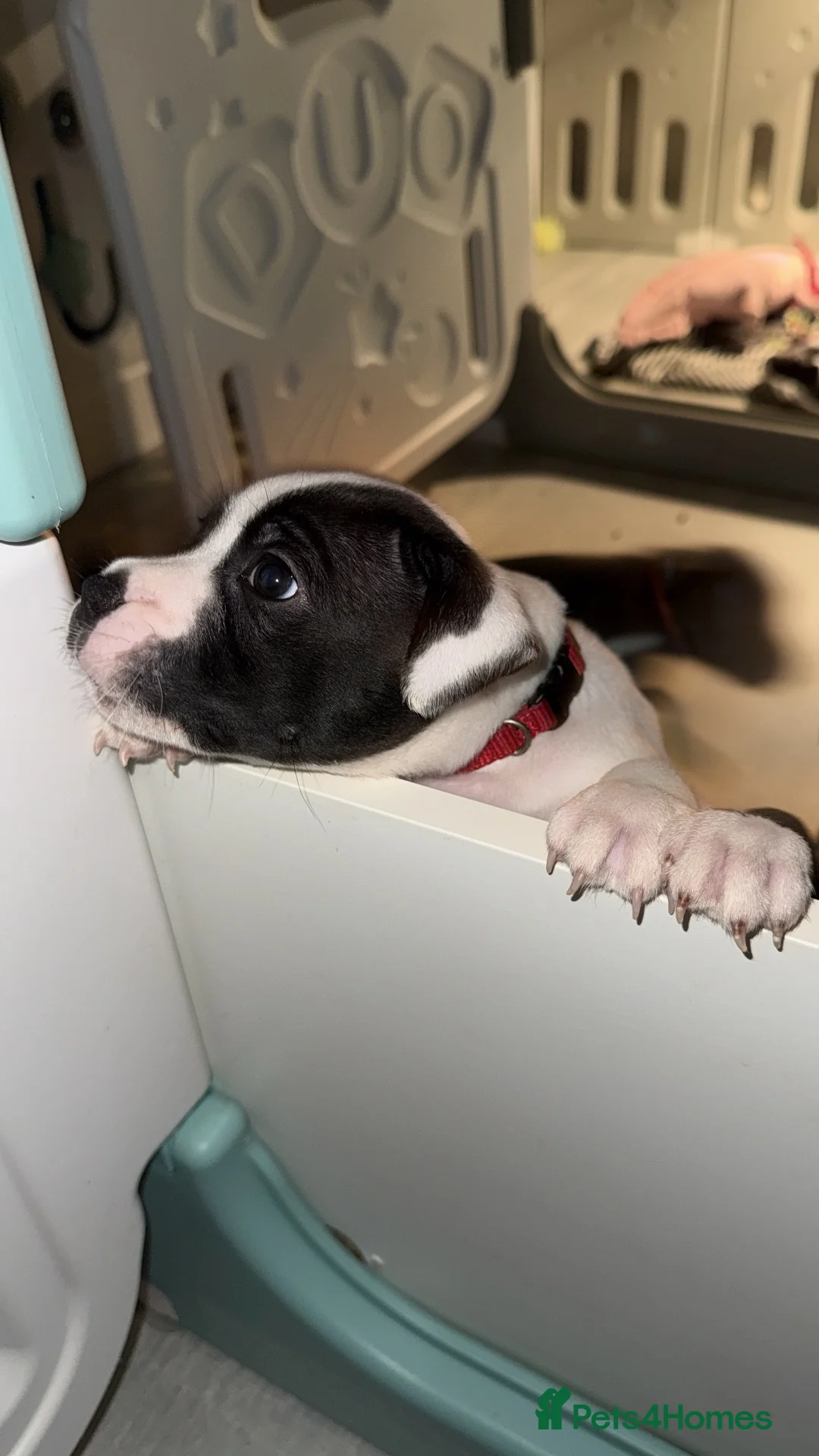 Staffordshire Bull Terrier dogs for sale: 6 week old male puppy  - Advert 6