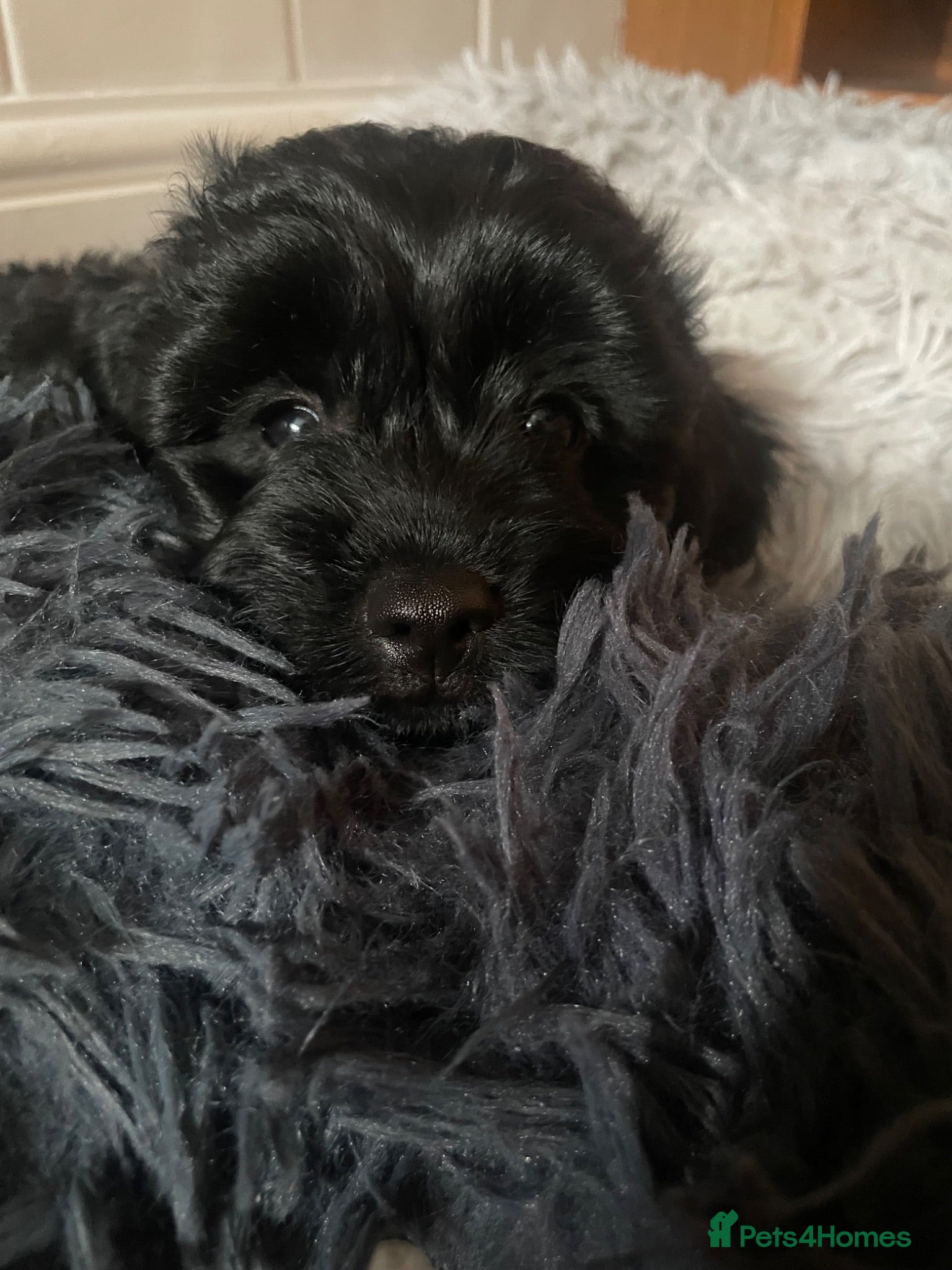Cavapoo dogs Adorable F1 Cavapoo Puppies- Ready to leave - Advert 5