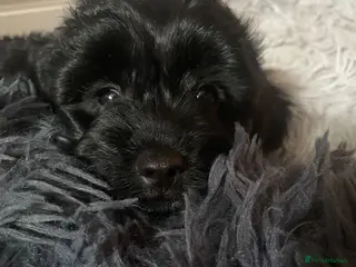 Cavapoo dogs Adorable F1 Cavapoo Puppies- Ready to leave - Advert 5