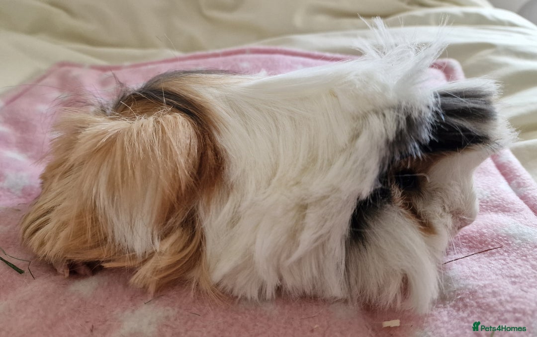 Guinea Pig rodents for sale: Pure Peruvian Sisters - Image 22