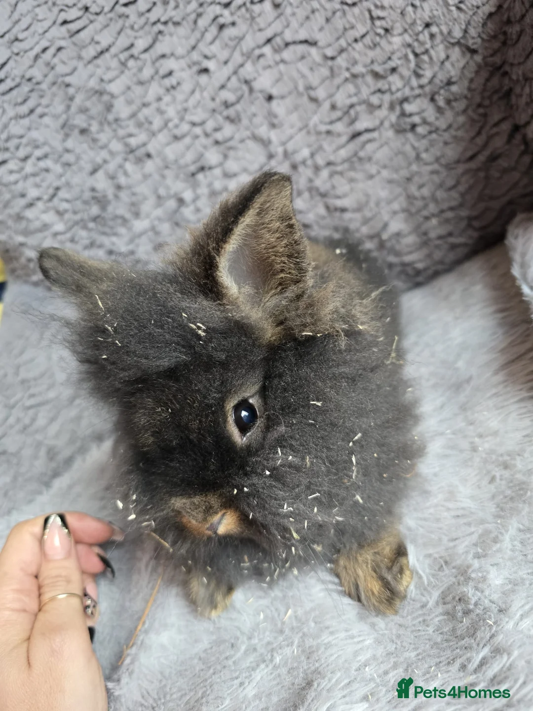 Lionhead rabbits for sale: Baby miniature double lionhead bunny super cute - Advert 2