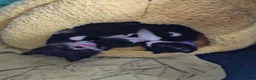 Mixed Breed cats for sale: Fluffy kittens ready to leave in Woodbridge - Advert 12