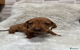 Hungarian Vizsla dogs for sale: 10 Hungarian Vizsla puppies - 6 boys & 4 girls - Image 14