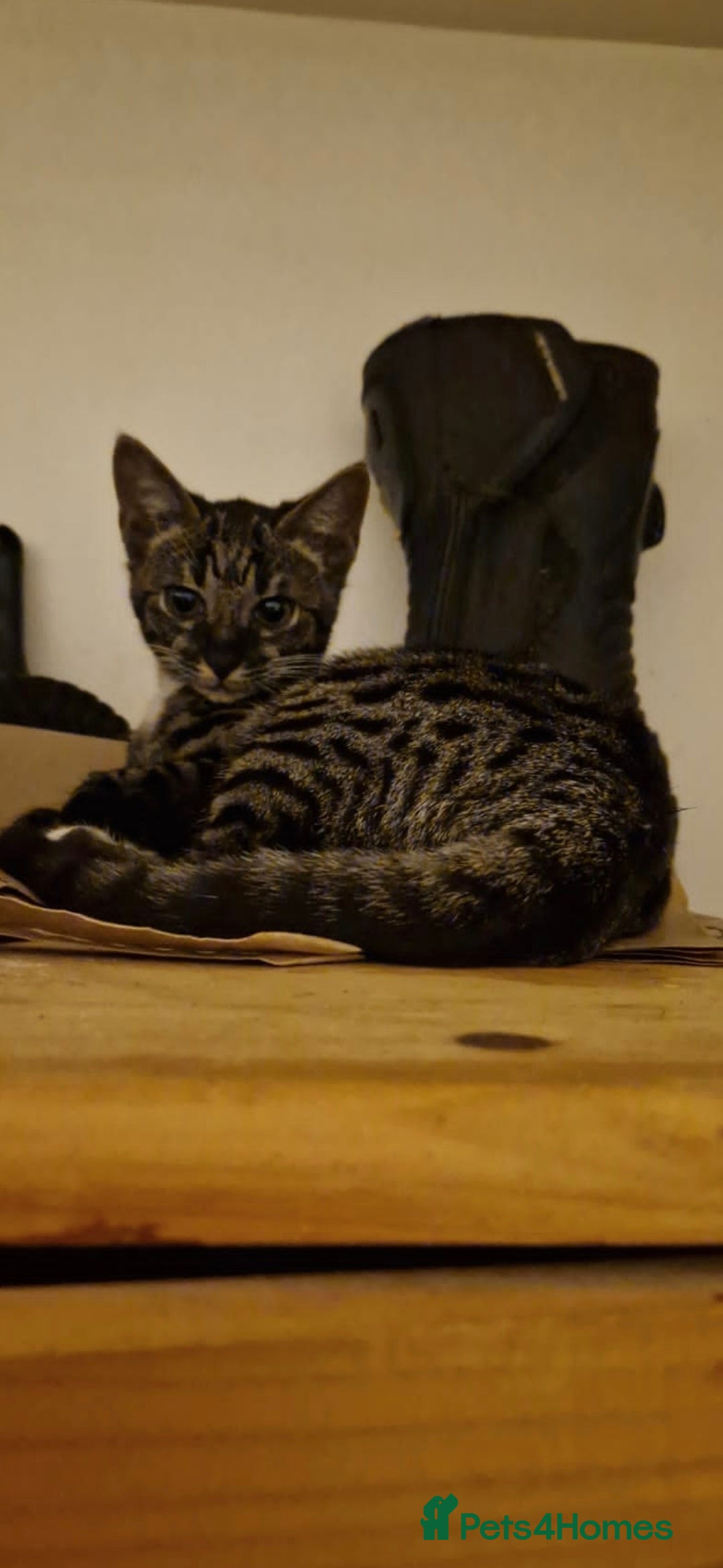 Savannah cats Available Female f5 savannah kitten ready to go  - Advert 7