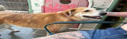Mixed Breed dogs for adoption: Gertie - Norwich Norfolk  - Advert 4