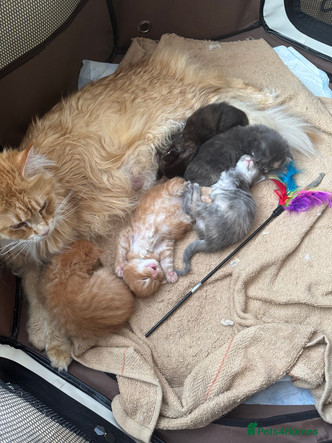 Maine Coon cats for sale: Five gorgeous mainecoon kittens - Advert 3