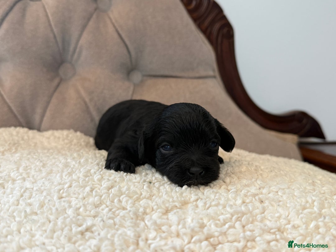 Cavapoo dogs for sale: 🧸teddy bear cavapoos 🧸 - Advert 16