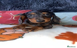 Doxiepoo dogs for sale: House trained READY NOW FOR THERE FOREVER HOMES ❤️ - Image 27