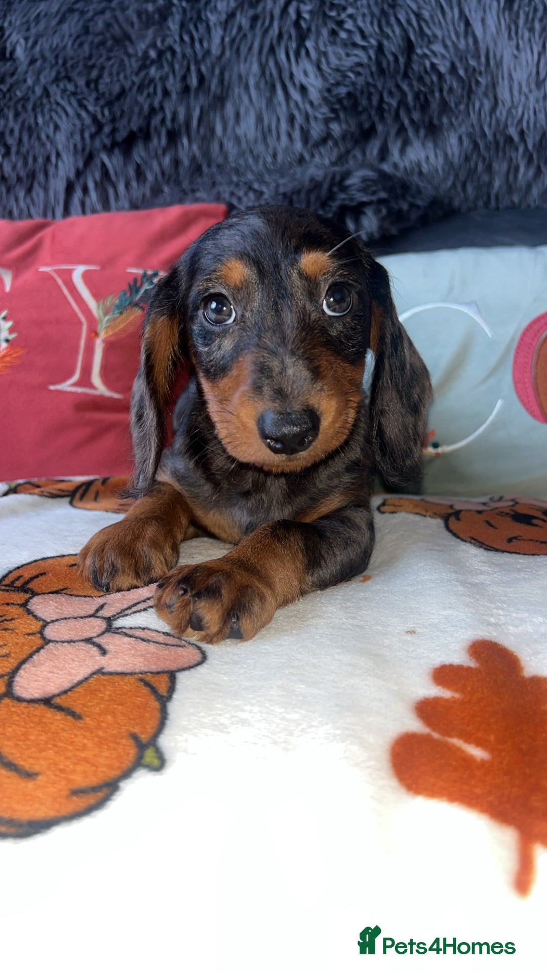 Doxiepoo dogs for sale: House trained READY NOW FOR THERE FOREVER HOMES ❤️ - Image 27